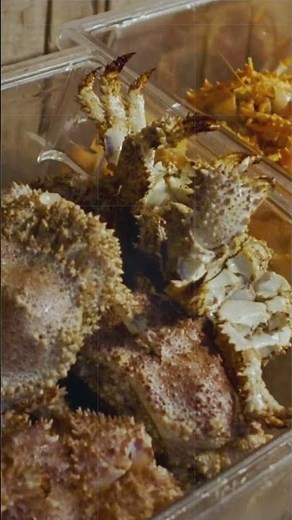 Crabs vs Scabies 🦀🕷️ Key Differences, Symptoms & Treatments Explained