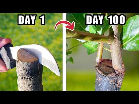 Easy Cleft Grafting: Step by Step + 100 Days Results
