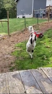 3.4M views · 60K reactions | Suara anak domba lucu. #suara #sound #soundviral #domba #goat #goats #kambing #lamb #sheep #lucu #funny #viral #fyp | Turunan Kidul Official | Facebook