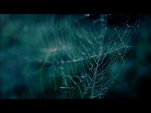 Time For Space. Miscellaneous Compositions № 25. Gossamer Thread