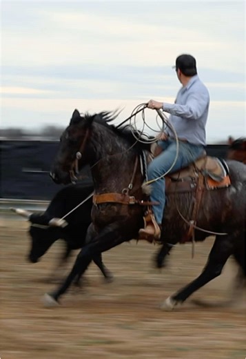 Art Of The Cowgirl Lot #49 Little Bit (Rooster Sassed Me) — 2018 Blue Roan Gelding This is a rare find: a big-boned, shapely, blue-roan gelding that has been under the care of Rising A Equine since he was a 2-year‐old. He matured quickly into a true all-round ranch horse — you can confidently call on him for doctoring, shipping, branding, sorting, you name it. He is very cowy and hungry to work; that kind of attitude that makes the difference when you’ve got a job to do. He has also been recentl