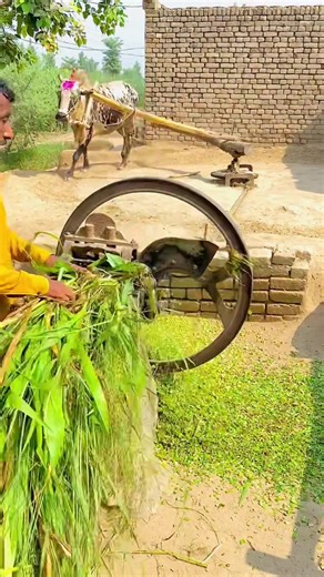 An old-fashioned threshing machine, which was driven by an ox to cut fodder for animals #shortsfeed #viral #foryoupage #viralvideo #trending