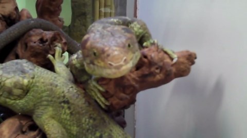 Monkey tailed skink family expecting at the reptile zoo