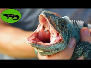 Catching the FASTEST Lizards in the World!