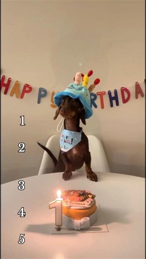 Ranking funniest dogs moments 2026 #dog #dogs #funnydogs #usa