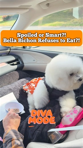 Dog Refuses Food 😅 Diva Moment or Smart Pup? | Bella Bichon 👑🐩