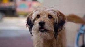 Netflix reboots Benji for its latest adorable family film