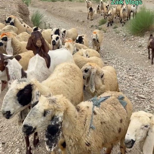 Bleating Sheep And Goats | Sheep | Goats | Animals | Livestock #Herd #Flock # Zaikvlogs #ShortViral