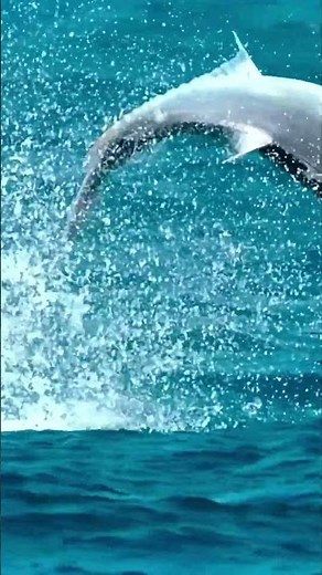 Fish Species - Unique Predatory Fish !