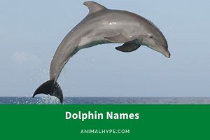 356 Splashy Dolphin Names for Your Aquatic Friend - Animal Hype