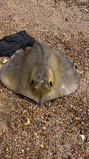 David Odonnell on Reels