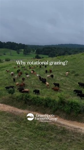19 reactions · 5 comments | On our farms, rotational grazing is more...