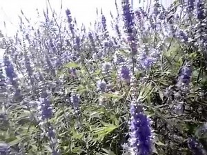 ΛΥΓΑΡΙΑ - ΜΕΛΙΣΣΟΚΟΜΙΚΟ ΦΥΤΟ