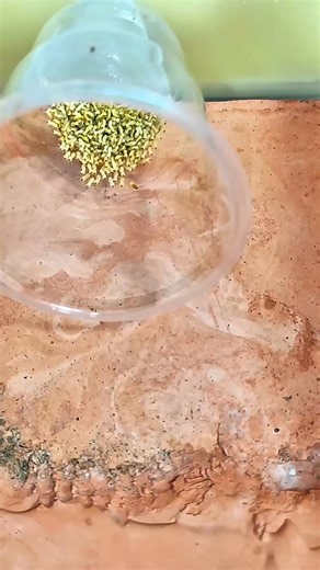 Insect Wars on Instagram: "Ants vs Termites #InsectWars"