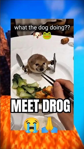 WHAT THE DOG DOIN?? The Drog Meme 🐸🐶 ദ്ദി ༎ຶ‿༎ຶ )