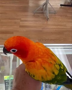 Enjoy the radiant beauty and vibrant personality of our Sun Conure in...