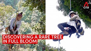 Follow these researchers up a 45m-tall critically endangered tree, just when it’s in bloom, deep in a Singapore forest. | CNA