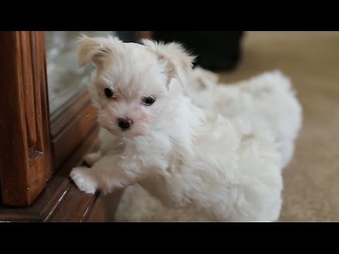Maltese Puppy Barks At His Own Reflection