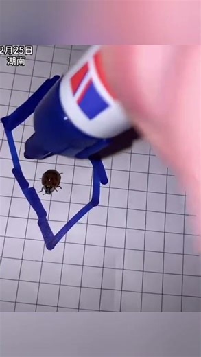 How to trap a ladybug with marker ink #philosphy #philosophicalquestions #ladybug