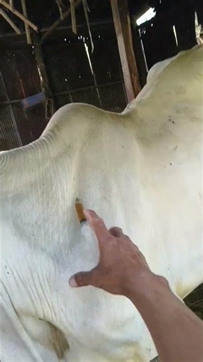 Injecting medicine for cow diarrhea#cow #animals #shorts