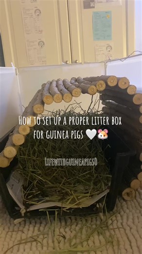 How to set up a proper litter box for guinea pigs🤍🌾 || #guineapiglife #litterbox#tutorial#fyp #cleaning
