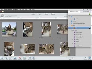 Intuitive Organizer in Photoshop Elements 12