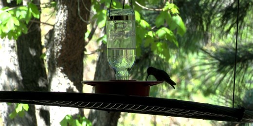 WATCH: Hummingbird Festival returns to Colorado Springs!