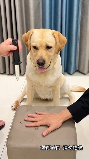 2.6K views · 10K reactions | : Stick to the script, human. | Hot-tempered dog | Facebook