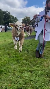 National Polled Bull or Heifer Calf born on or after 1/12/21 Champion Mount Nespresso P - Joe & James Kelly Reserve Rathnashan Nigel P - Nigel Hogan | Irish Simmental Cattle Society