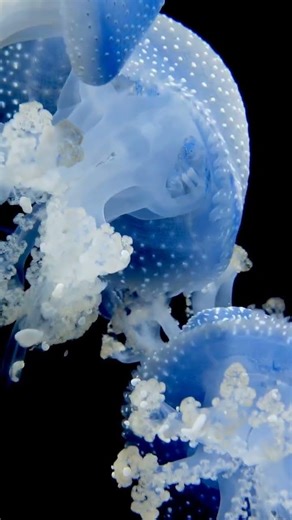 Unveiling the Darkest Secrets of the Ocean Floor