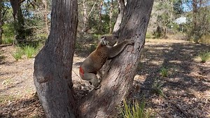 Some koalas bound up a tree when released, others decide to choose another tree. Paxton today sat and decided what to do, before meandering up the tree and settling in to eat some leaf. Paxton came into care at KoRI with infected, maggot infested wounds on his hind leg, the result of fighting with another male koala. His care has involved initial cleansing and flushing of wound to kill and remove the maggots, daily antibiotic injections to fight the infection,, wound cleaning and redressing ever