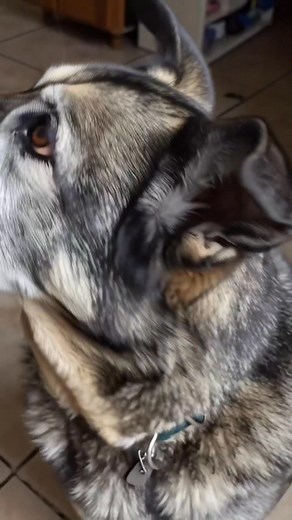 ❤️ Fun Fact: When dogs stare into your eyes, both of you release oxytocin — the love hormone!  Now that’s true love without words  #DogLove #DogsOfFacebook #DogFacts #USA #PetLovers #DogMoments | PuppyNation USA | Facebook