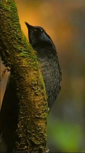 Black Cuckoo in Gombe