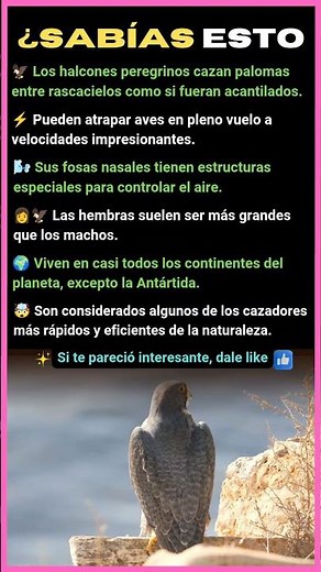 EL AVE MÁS RÁPIDA DEL MUNDO 🦅😱 ¿SABÍAS ESTO?