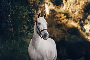 Top 12 Unforgettable Movies About Horses | Inspirationfeed