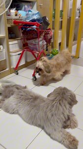 507K views · 8K reactions | Goomie nyo nilundagan ang Ading Bokkie nya. Ginawang obstacle course ang kapatid nya eh  #dogs #wellness #jump #LarongPambata #Refrigerator | Goomie | Facebook
