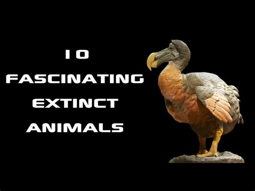10 Fascinating Extinct Animals