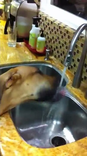 Great Dane drinks out of the Kitchen Sink