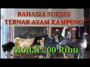 Cara Ternak Ayam Kampung Rumahan