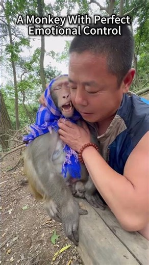 A Monkey With Perfect Emotional Control #monkey#contrast#funny#animal behavior#viral moment