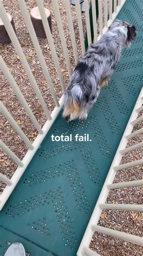 Mini Aussie Dog Fails: Hilarious Moments to Enjoy