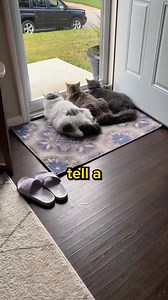 25K views · 269 reactions | How to tell a cat’s gender?  | Cuddles & Meow | Facebook