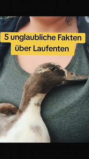 Dettis kleine Farm on Instagram: "Wusstest du, dass Laufenten nicht nur Schnecken fressen, sondern auch Gesichter erkennen und beim Fressen Wasser brauchen? Hier kommen 5 besondere Fakten über diese witzigen Gartentiere – garantiert nicht langweilig! Entdecke, warum Laufenten echte Superhelden im Garten sind. #Laufenten #Entenliebe #Gartentiere #Schneckenjäger #Tierfakten #Entencontent #Landleben #Bauernhoflife #FunFact"