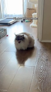 He stays yapping one way or another . . #cat #siberiancat #nimbus #catsofinstagram #animals #pet #funnycats #zoomies #catsofig #meow #growl #catstagram #cats #funnyanimals | Nimbus Siberian