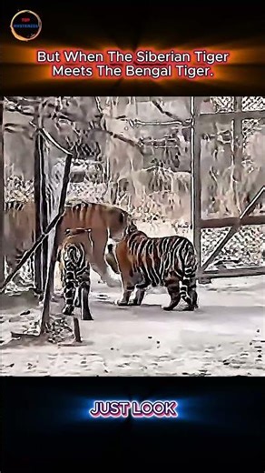 Siberian Tiger vs Bengal Tiger — Size, Strength, and Survival Compared