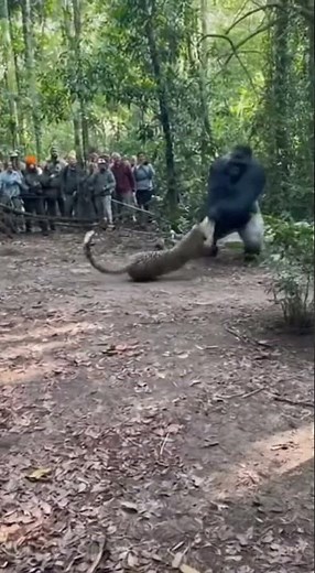 Wild Gorilla vs Leopard Showdown – Intense Forest Battle Caught Live 🦍VS🐆