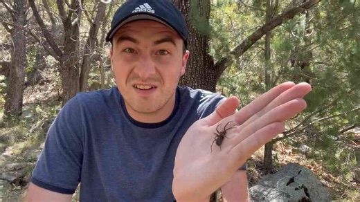 Venomous tiger centipede found in desert mountains - and it’s built to kill