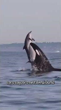 วาฬเพชฌฆาต หรือ Orca