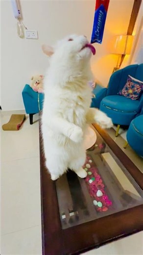 Cute Kitty eating #cutekitty #cutecat