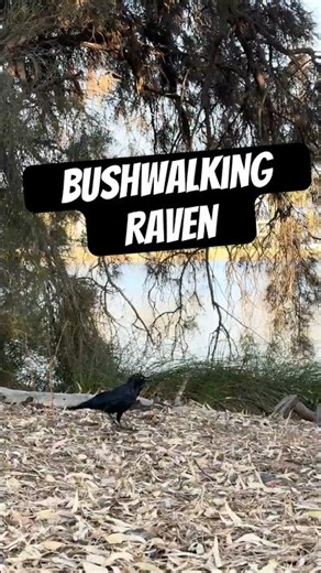 Raven side quest: inspect every rustle #shorts #birds #australia